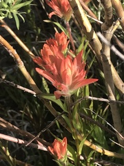 Castilleja gracillima