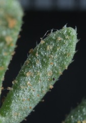 Xanthisma texanum drummondii