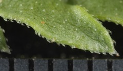 Xanthisma texanum drummondii