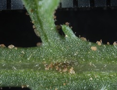 Xanthisma texanum drummondii