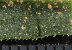 Xanthisma texanum drummondii