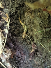 Desmognathus wrighti