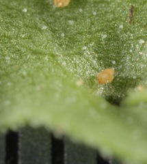 Xanthisma texanum drummondii