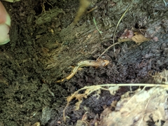 Desmognathus wrighti