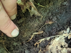 Desmognathus wrighti