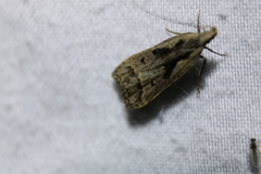 Dichomeris bilobella