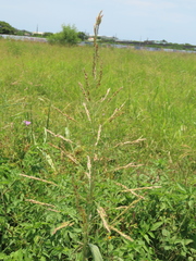 Sorghum propinquum