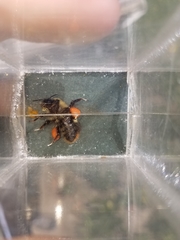 Bombus kirbiellus