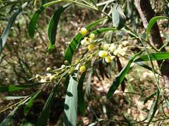 Acacia provincialis
