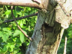 Lybiidae