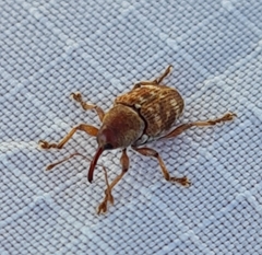 Curculio rubidus