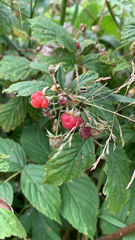 Rubus idaeus