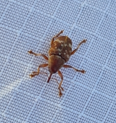 Curculio rubidus