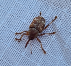 Curculio rubidus