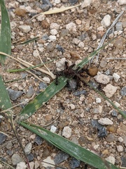 Crematogaster lineolata