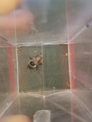 Bombus sylvicola