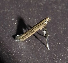 Caloptilia hypericella