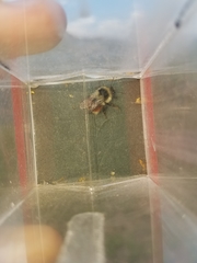 Bombus sylvicola