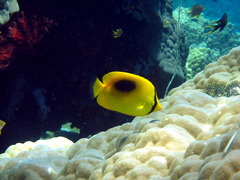 Chaetodon speculum