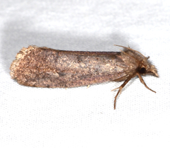 Acrolophus propinqua