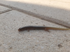 Chalcides ocellatus ocellatus