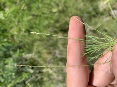 Muhlenbergia filiformis