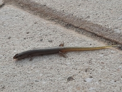 Chalcides ocellatus ocellatus