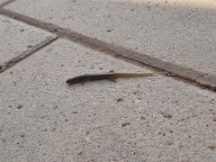 Chalcides ocellatus ocellatus