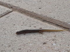 Chalcides ocellatus ocellatus