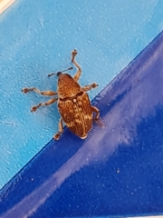 Curculio rubidus