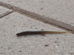 Chalcides ocellatus ocellatus