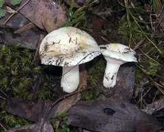 Russula marangania