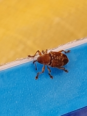 Curculio rubidus