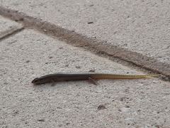 Chalcides ocellatus ocellatus