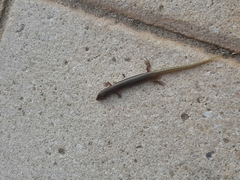 Chalcides ocellatus ocellatus