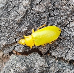 Cteniopus sulphureus
