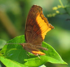 Eurytela dryope angulata