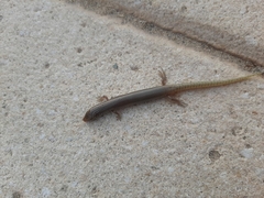 Chalcides ocellatus ocellatus
