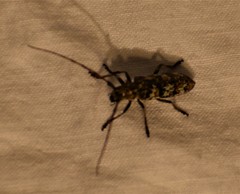 Monochamus marmorator