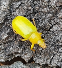 Cteniopus sulphureus