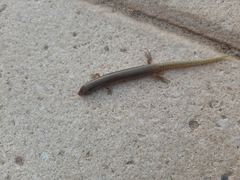 Chalcides ocellatus ocellatus
