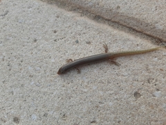 Chalcides ocellatus ocellatus