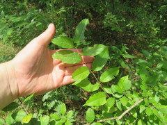 Rhamnus lanceolata