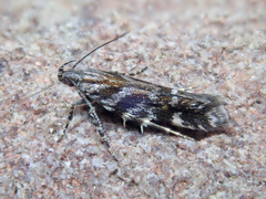 Aristotelia ericinella