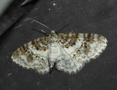 Hydrelia lucata
