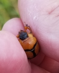 Bolbocerosoma farctum