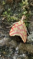 Hypercallia citrinalis