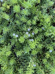 Myoporum parvifolium