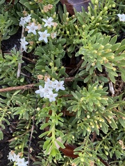 Myoporum parvifolium