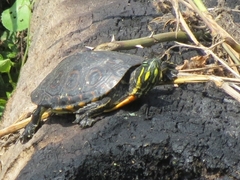 Trachemys venusta venusta